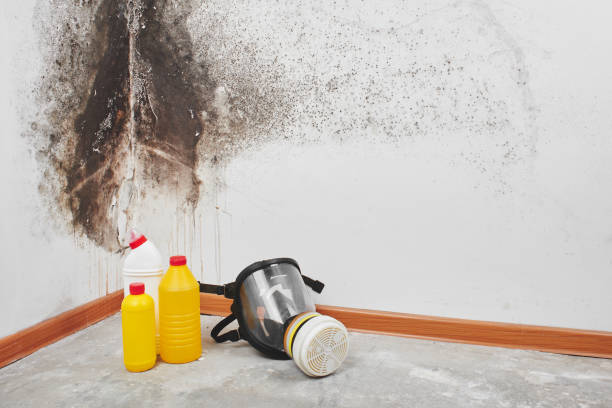 Best Crawl Space Mold Removal  in Deming, NM