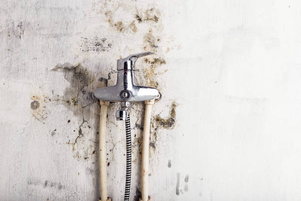 Best Affordable Mold Removal  in Deming, NM