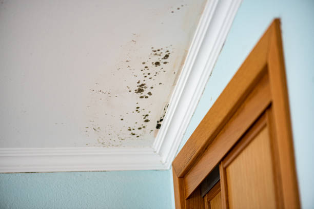 Best Crawl Space Mold Removal  in Deming, NM