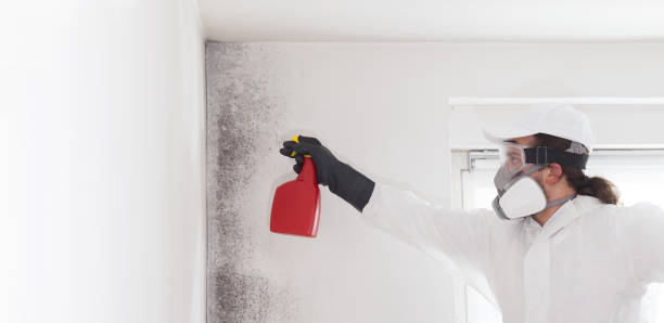 Best Residential Mold Removal  in Deming, NM