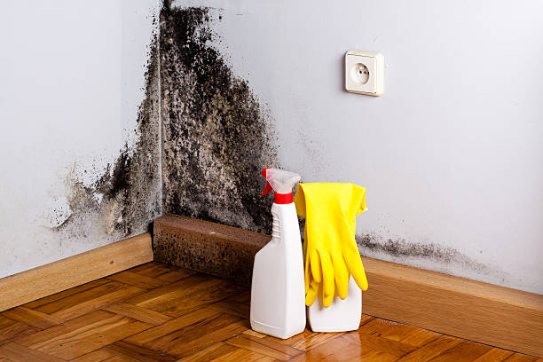 Best Mold Testing and Removal  in Deming, NM