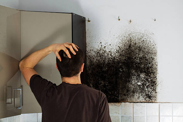 Best Black Mold Removal  in Deming, NM
