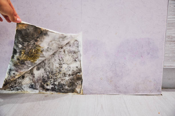 Deming, NM Mold Removal Company